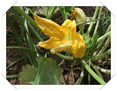 Fiore di zucchina